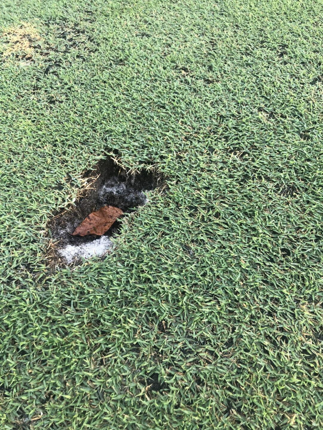 Sinkholes big enough to swallow a golf ball (Photo submitted by Shimmy1976 on 02/15/2023)