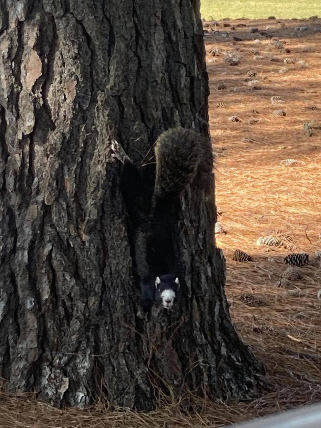 (Photo submitted by Paul2881341 on 10/30/2024)