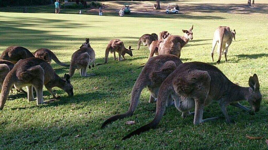 Woolgoolga RSL Golf Club kangaroos