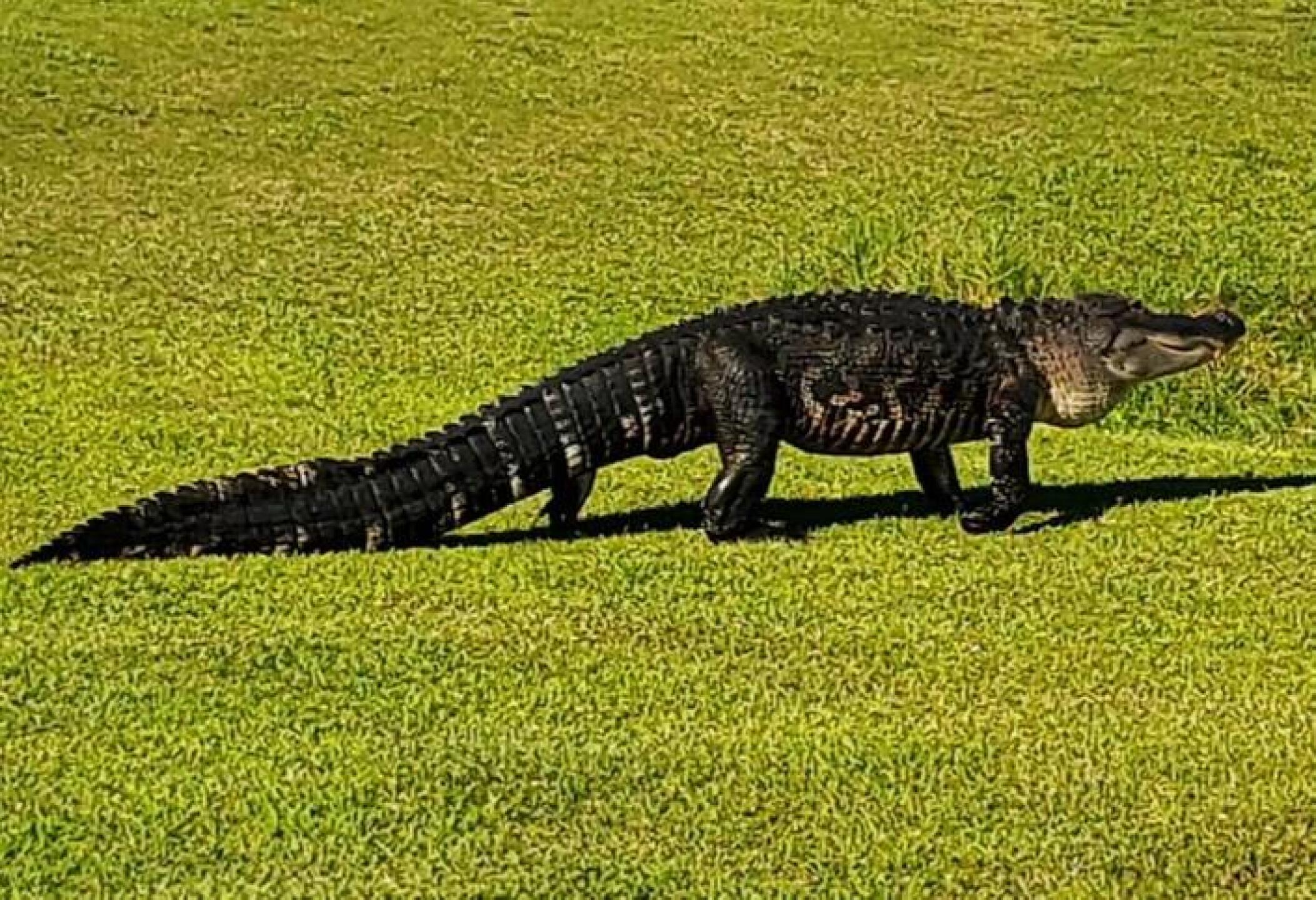 Chased us up 9 fairway onto the green (Photo submitted by michael9173334 on 10/07/2020)