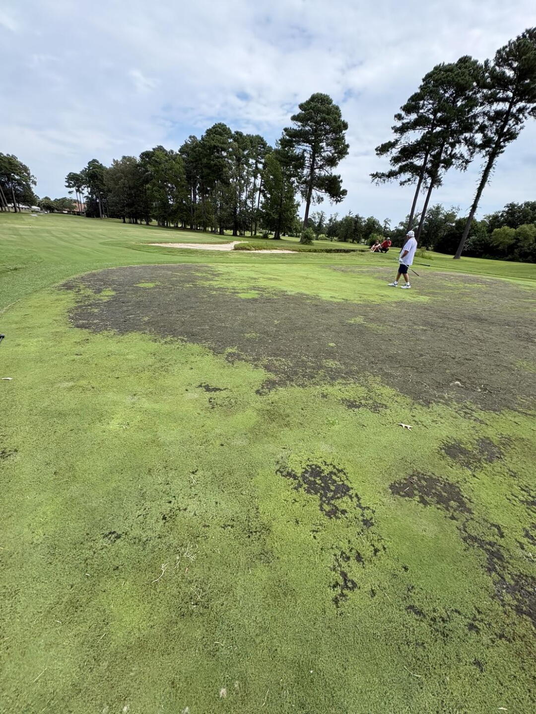 All greens bad (Photo submitted by 8505000891453003679 on 08/16/2026)