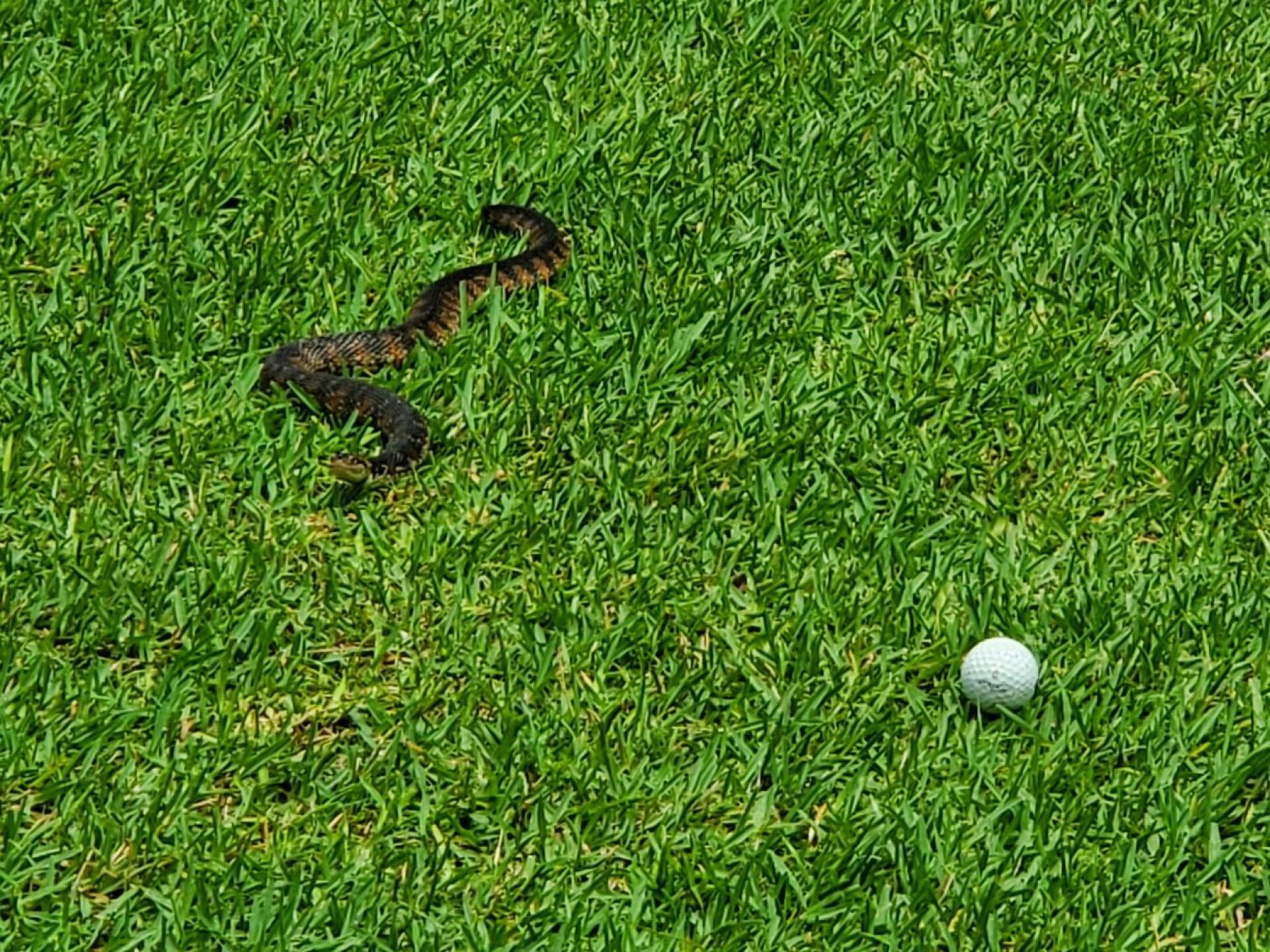 Curious moccasin checking out my ball (Photo submitted by Michael9176087 on 07/26/2021)