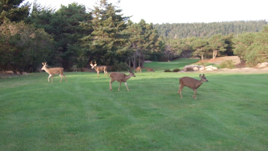 Sea Ranch Golf Links - Deer