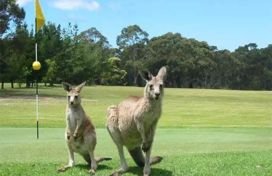 Kangaroos at Sussex Inlet GC