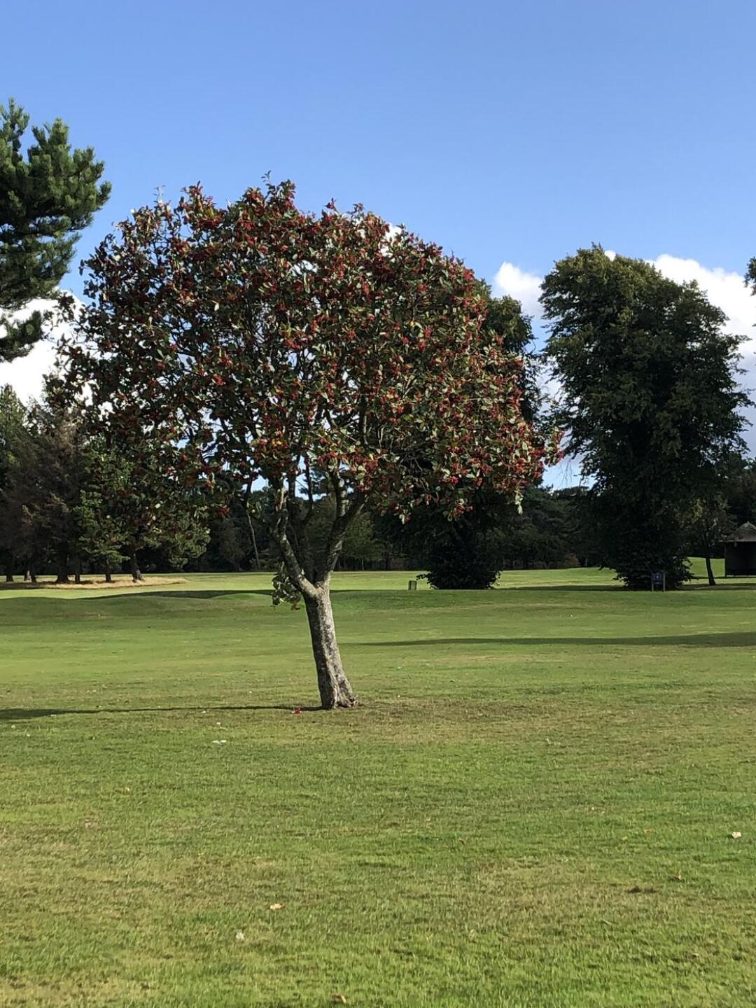 Fairway (Photo submitted by Hgbendler on 09/23/2023)