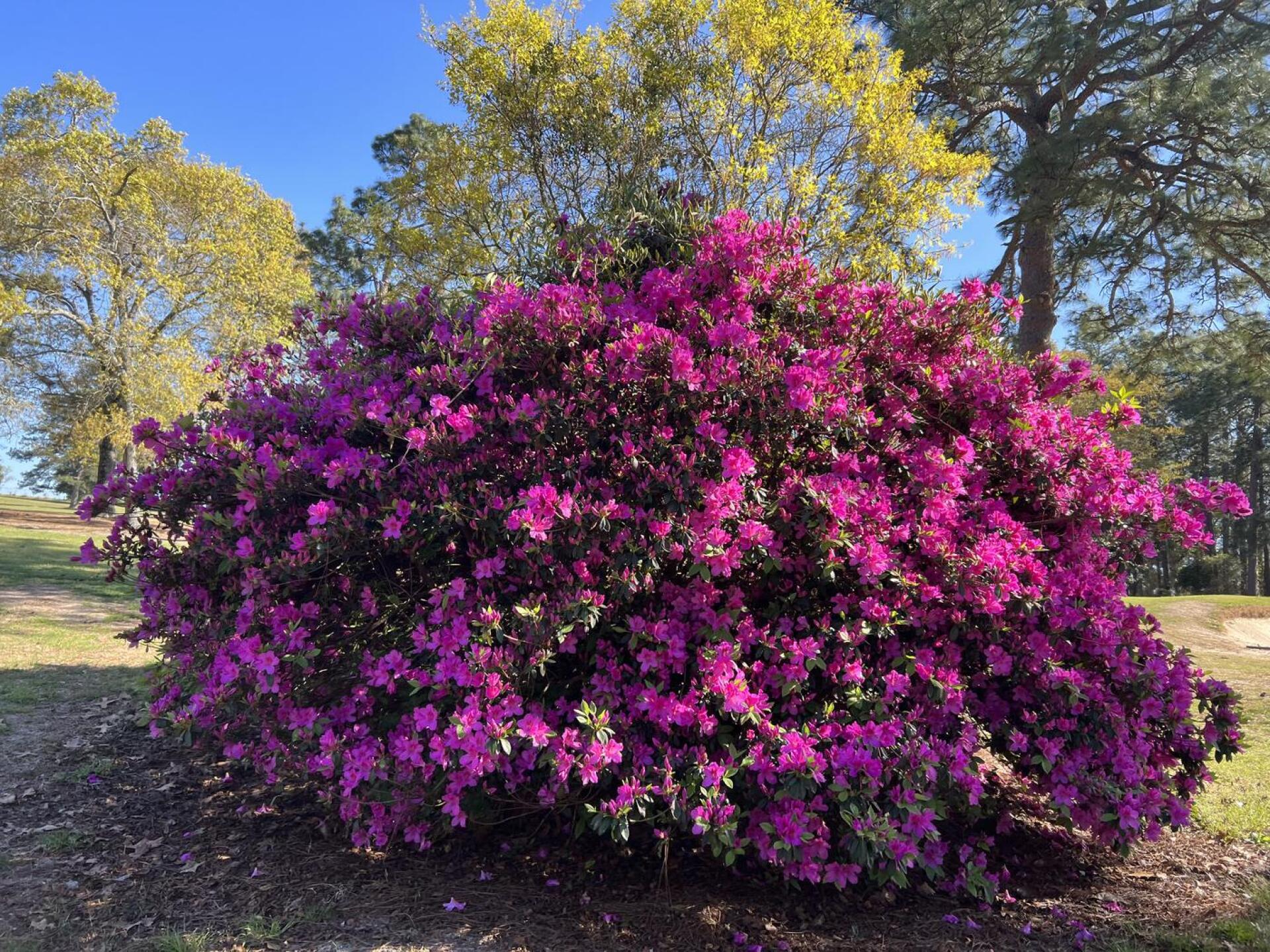 (Photo submitted by softhands8 on 03/17/2023)