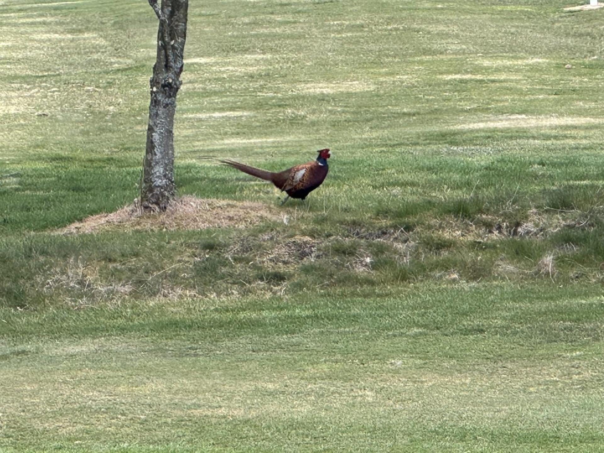 (Photo submitted by Joey1892 on 04/15/2025)