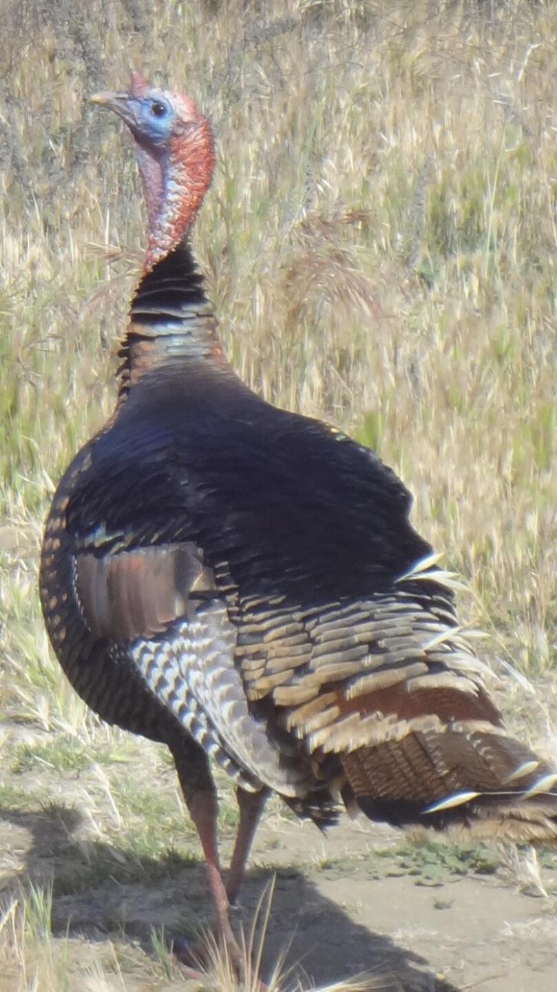 Tom Turkey (Photo submitted by Tom6522810 on 06/03/2015)