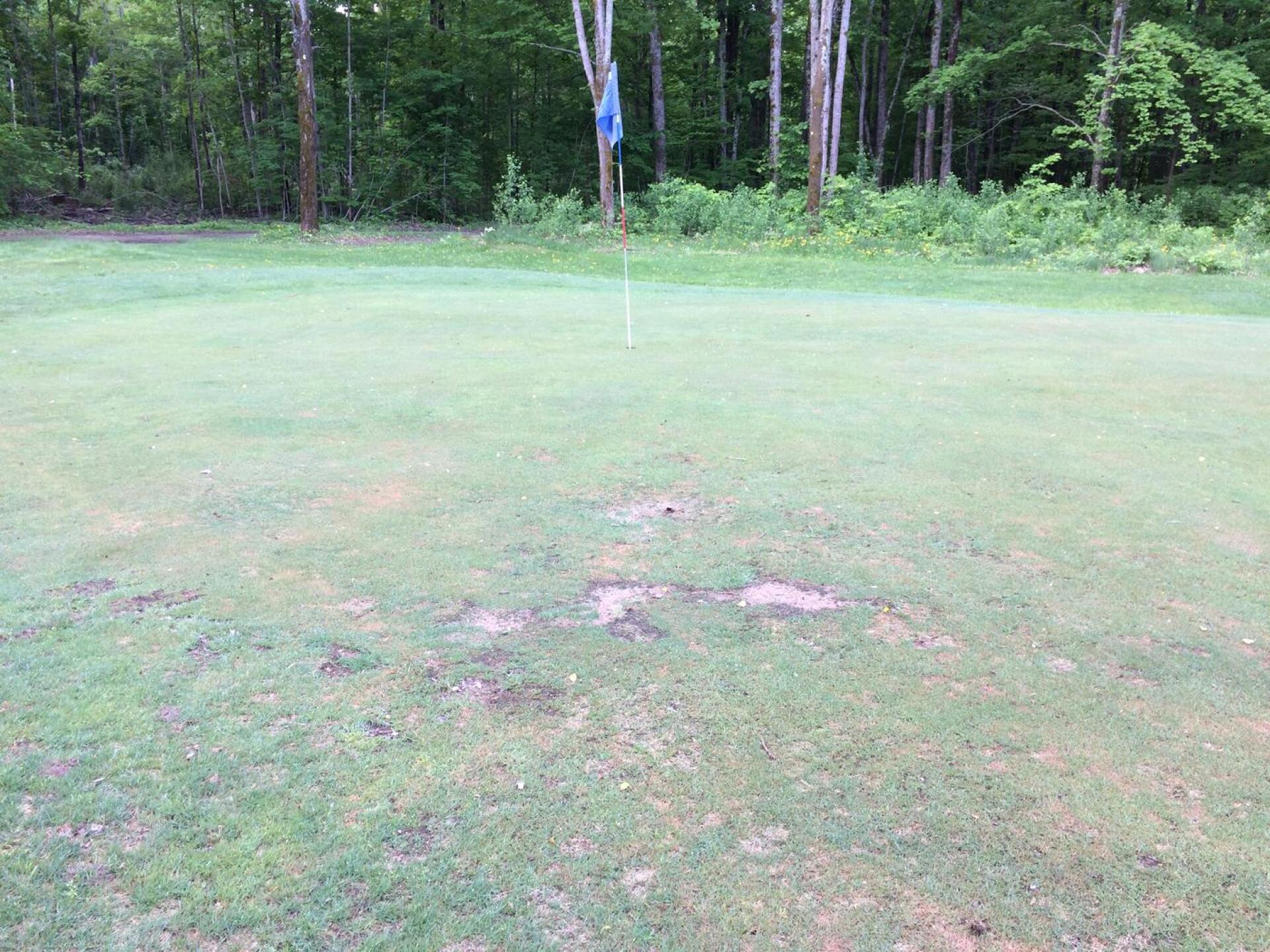 First "Green" (Photo submitted by HOTSPOTTS on 06/12/2018)