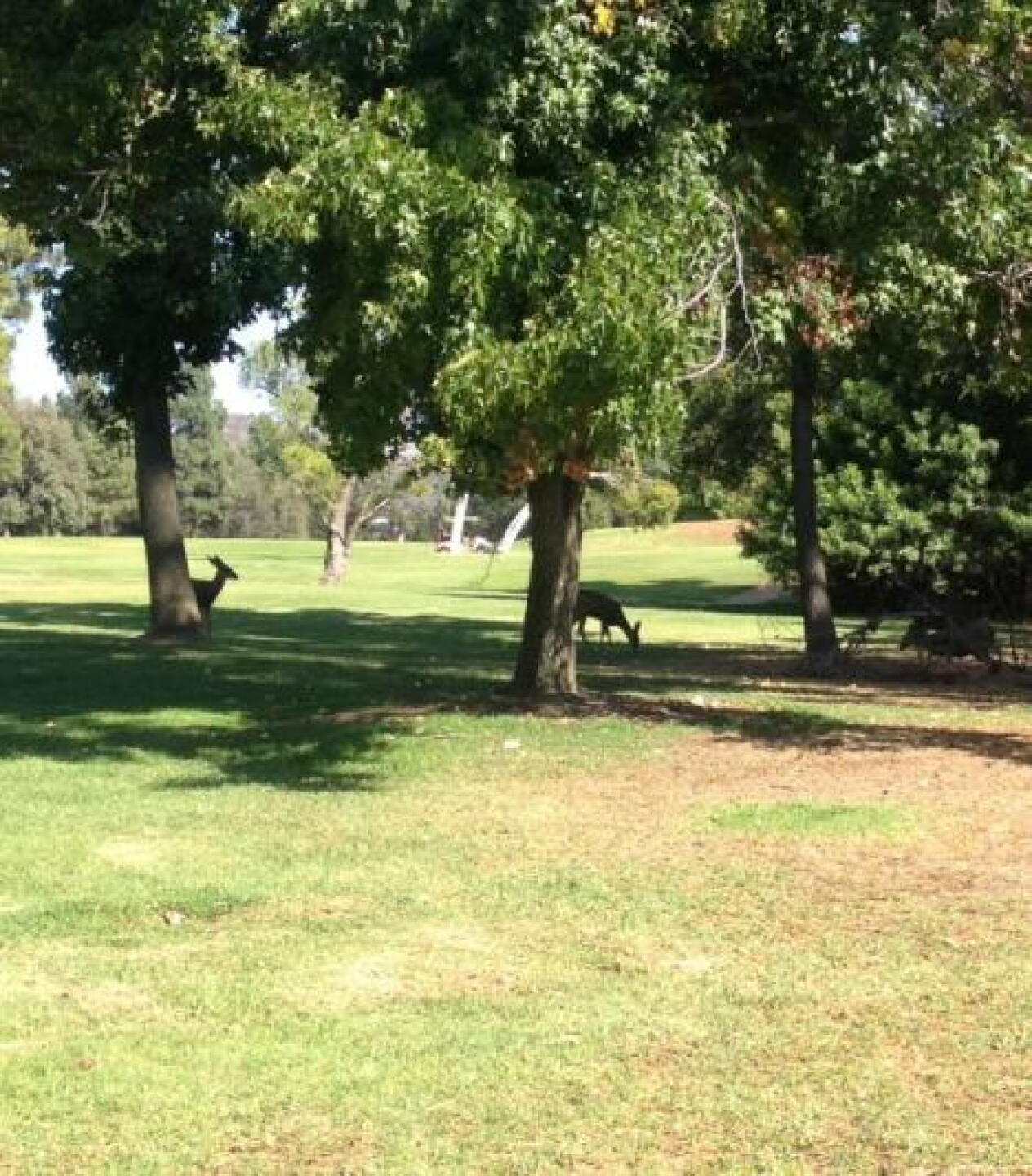 Some Friends at #17 Tee (Photo submitted by LeChefDean on 10/19/2013)