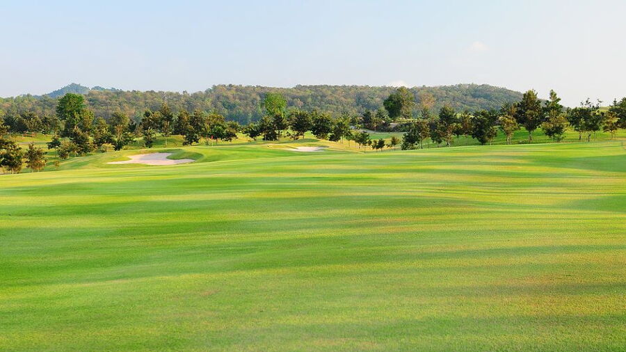 Silky Oak CC: #15