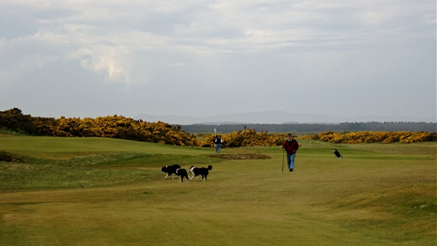 Jubilee Course in St. Andrews - dogs