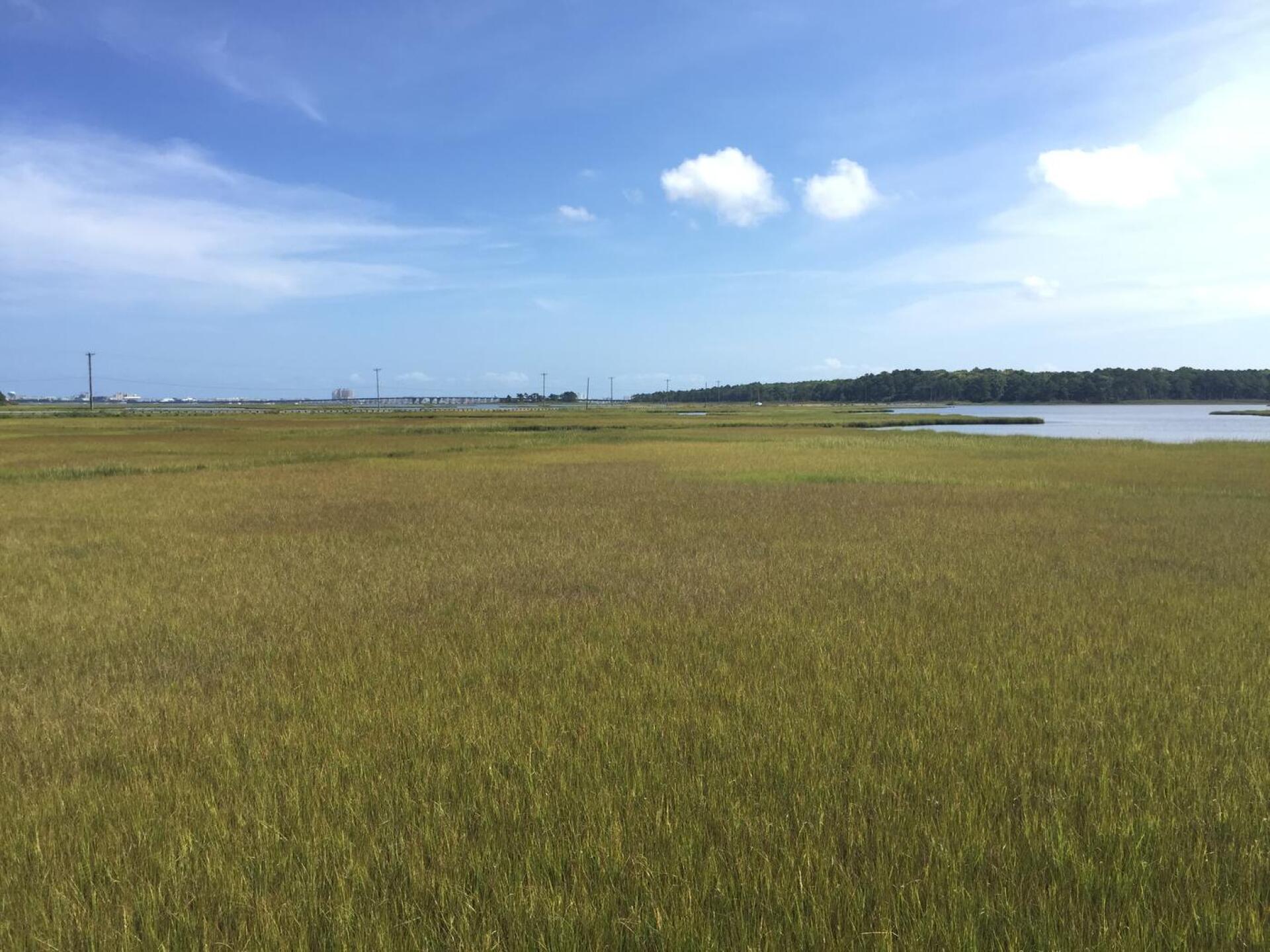 (Photo submitted by MasterTigerWoods on 08/01/2016)