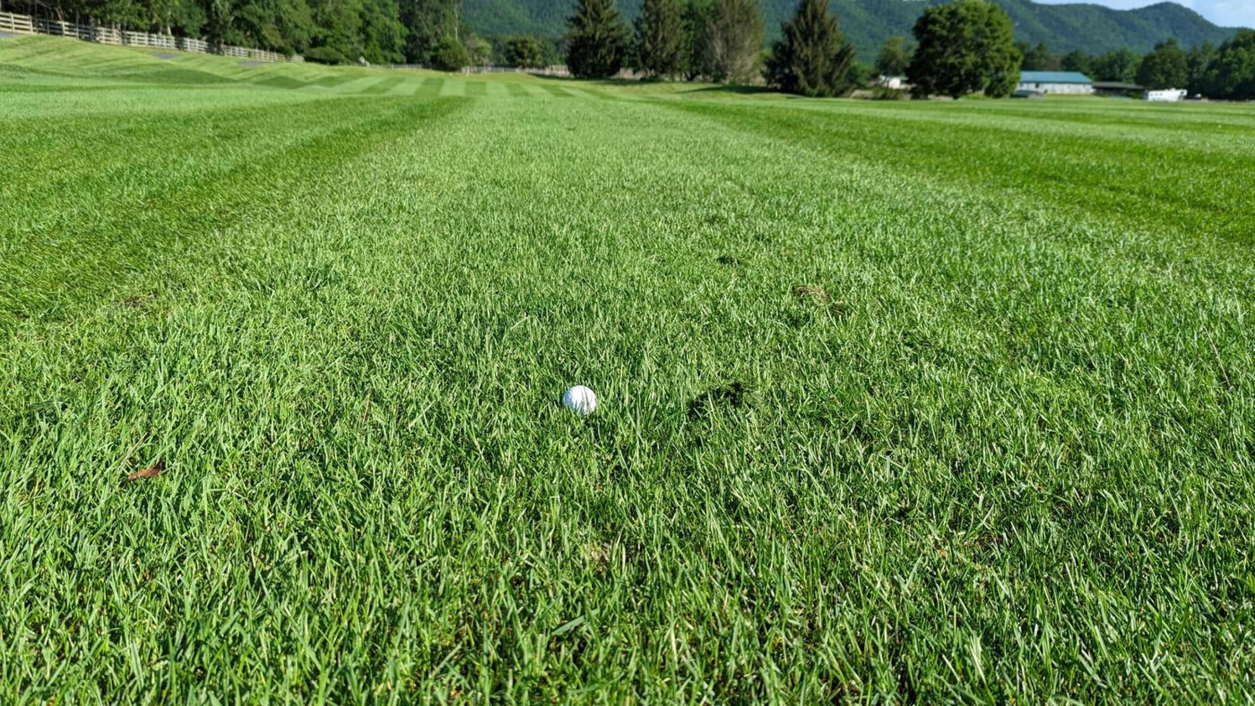 Freshly cut fairways too high (Photo submitted by JayEmm on 08/02/2022)