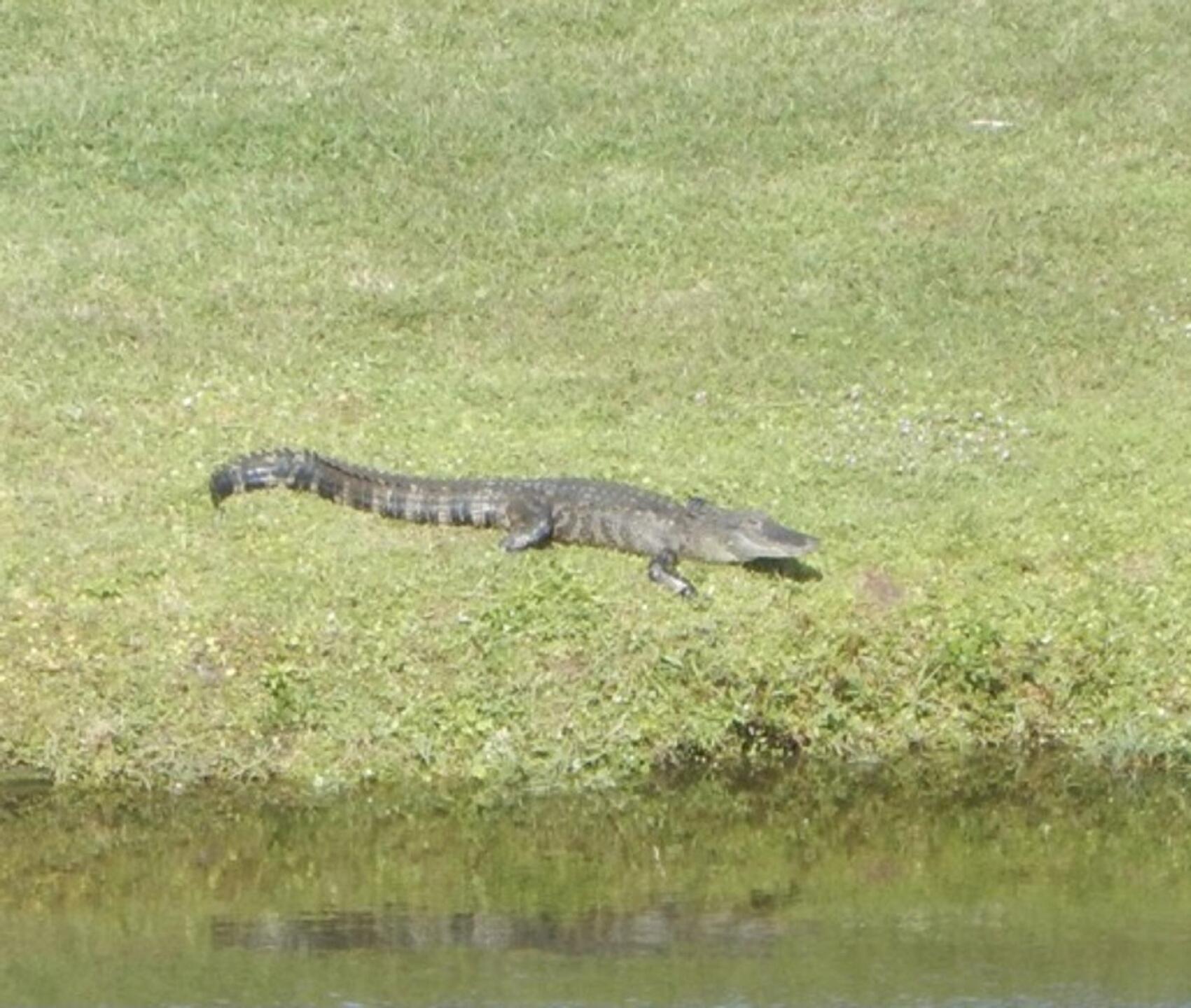 Ninth hole spectator (Photo submitted by u000004837084 on 12/22/2020)