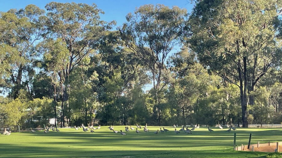 Bendigo GC