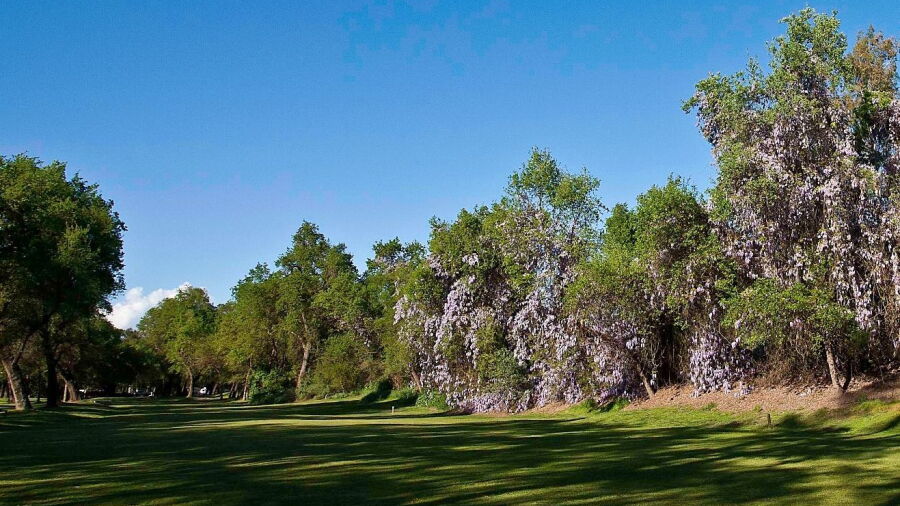 Sherwood Forest GC: #8