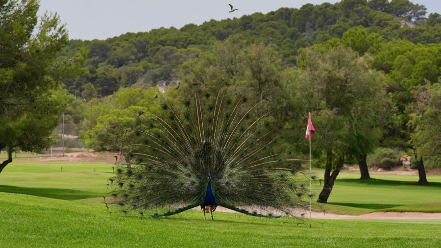 Golf Son Parc Menorca