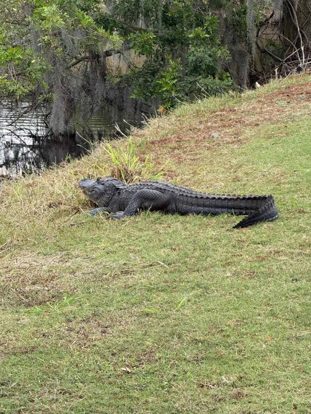 Water “hazard” in play. (Photo submitted by phlogger on 12/18/2025)