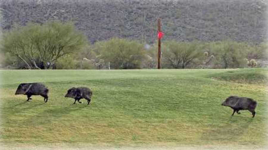 Tucson Estates GCC