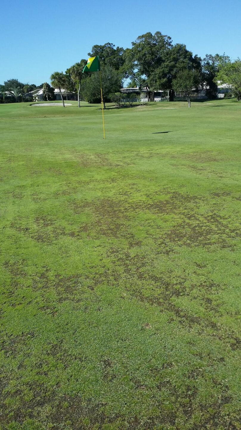 Not the best Greens (Photo submitted by timothyimilligan on 12/18/2015)