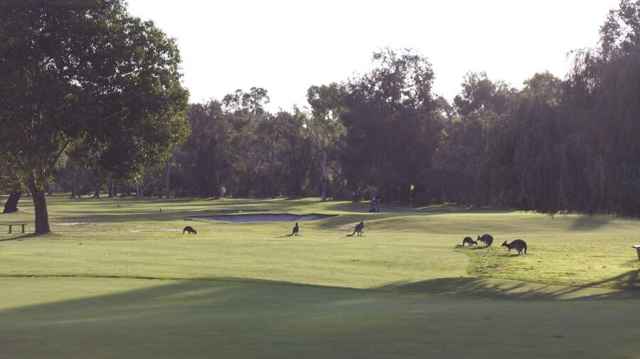 Kangaroos at Melville Glades