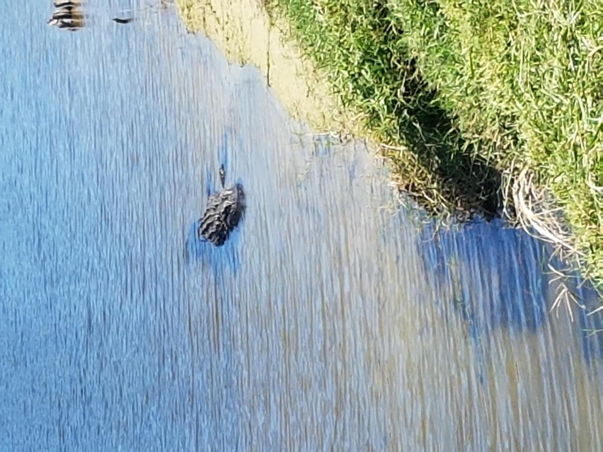 John was ready to hit his shot when the gator just behind him moved. (Photo submitted by Robpal88 on 11/10/2016)