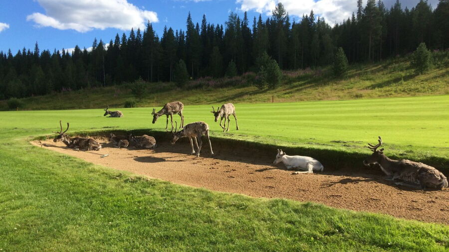 Santa Claus Golf - Summer