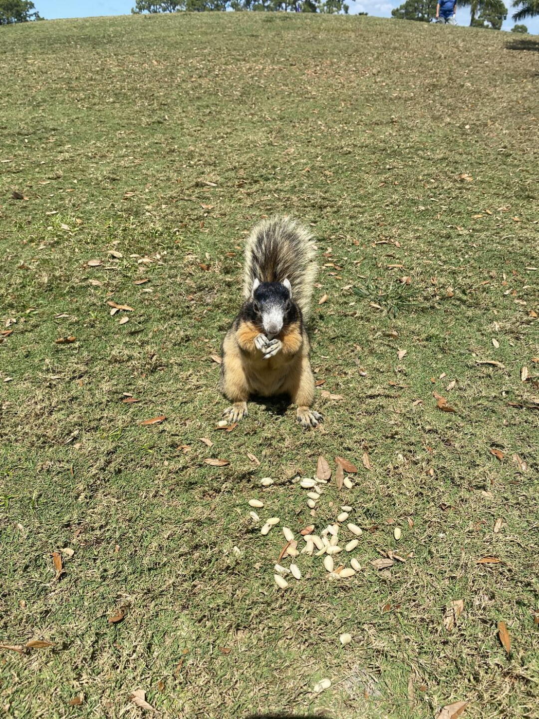 Bring peanuts (Photo submitted by kevMong on 03/31/2021)