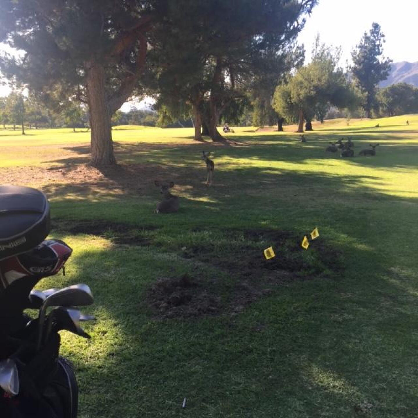 Yes, those are deer on the fairway. (Photo submitted by dhume419 on 11/08/2015)