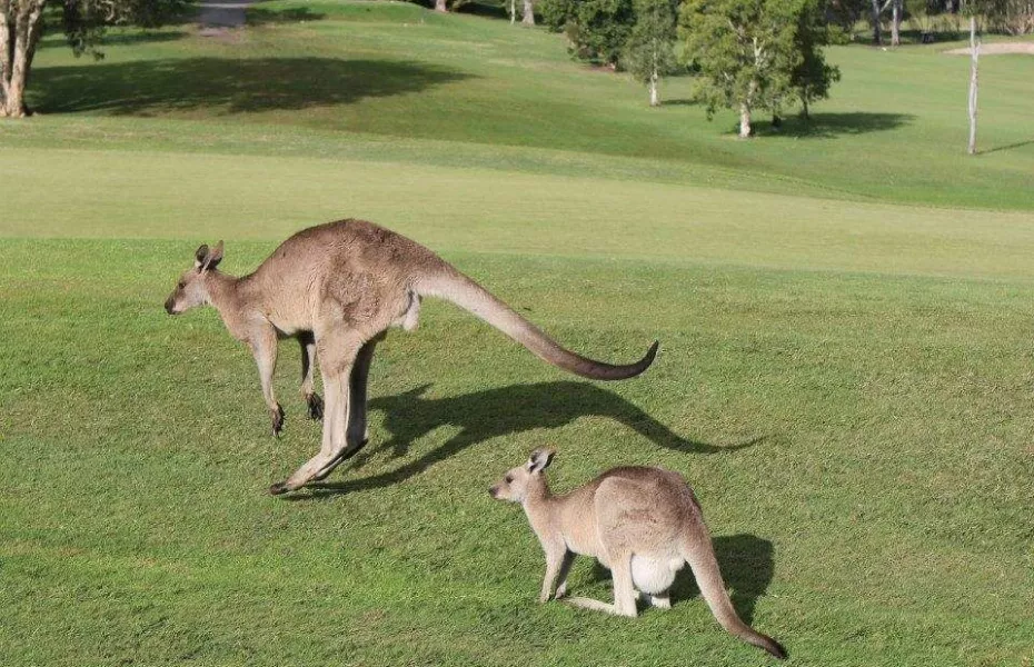 Woodford GC: kangaroos
