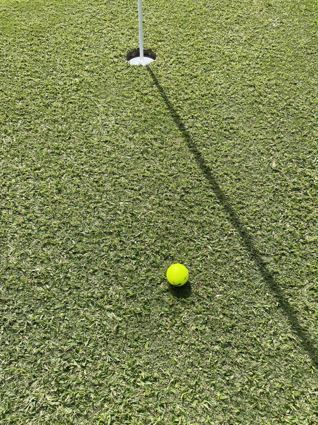 Wooly greens (Photo submitted by jere5841695 on 10/06/2023)