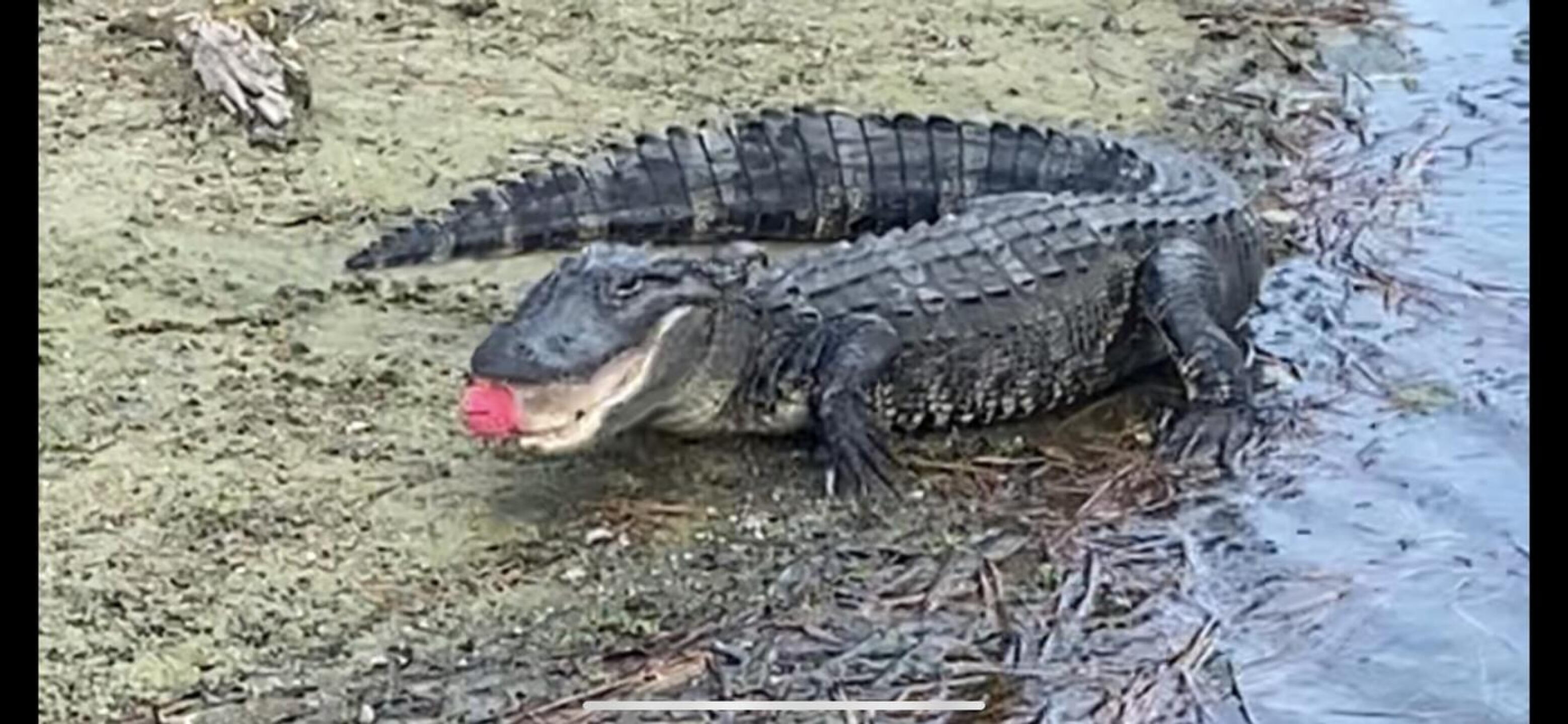 Found this alligator with a pink golf ball in its mouth. (Photo submitted by u000001159792 on 11/11/2021)