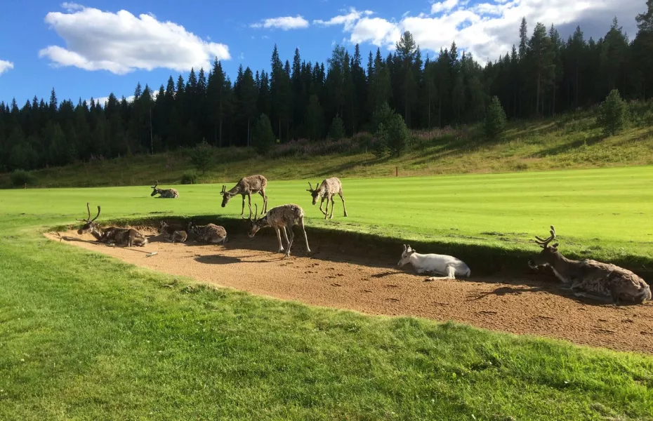 Santa Claus Golf - Summer
