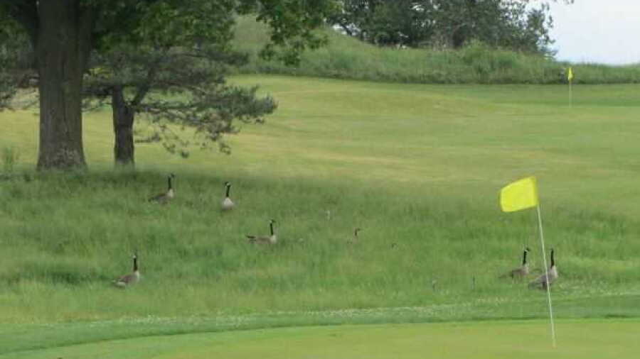 Dorchester GC: #12