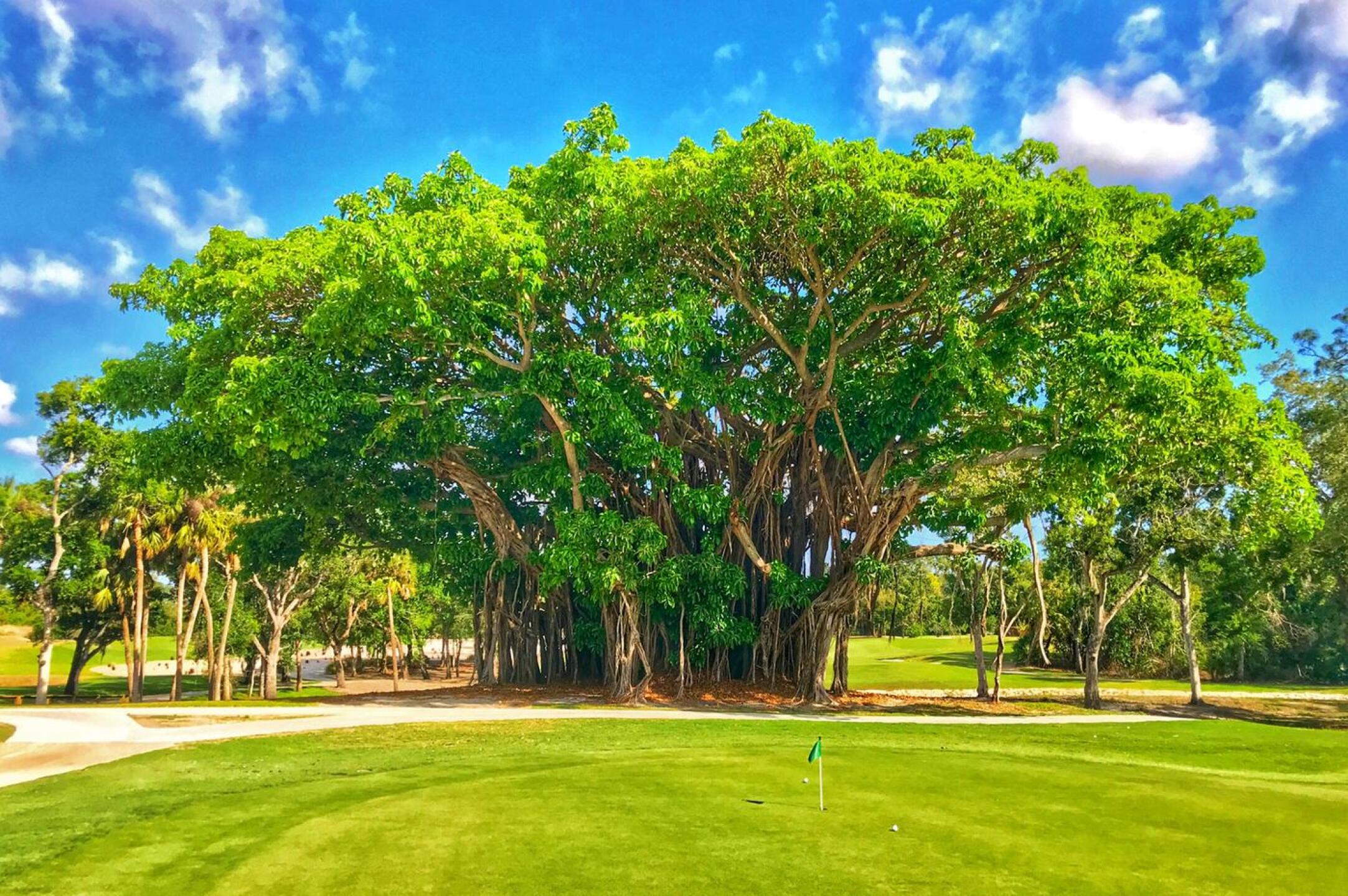 The spectacular namesake banyan tree at Banyan Creek was revealed after some clearing of other trees around it during course construction. (Photo submitted by TimGavrichGP on 04/17/2018)