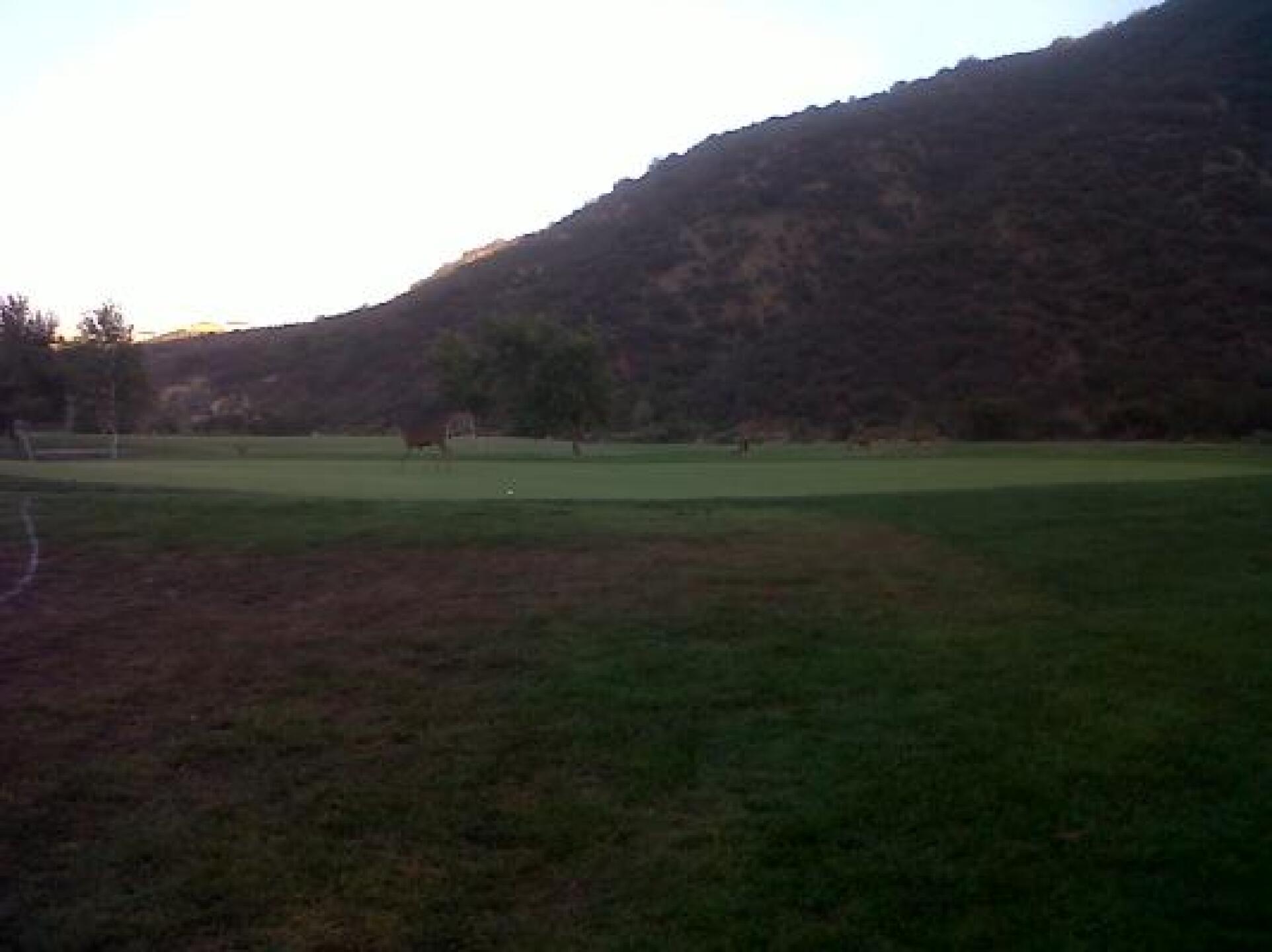 Deer on the Green (Photo submitted by deancrumrine on 08/02/2013)