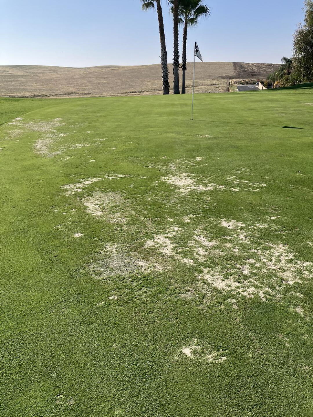 One of many bad greens (Photo submitted by inspiredgolfer on 11/08/2025)