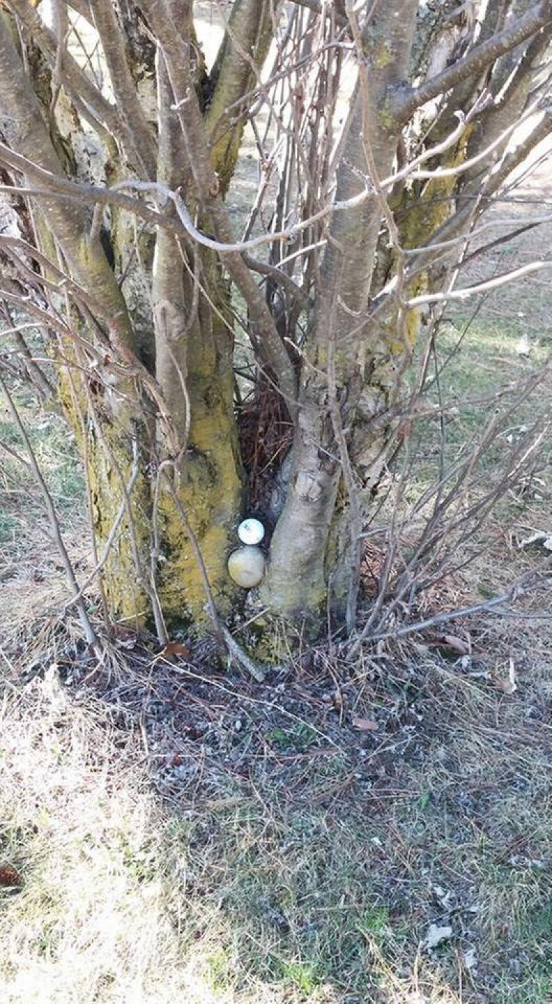 A bad bounce, big trouble (Photo submitted by RealLarryGreen on 08/23/2020)