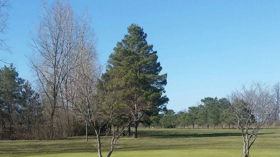 Greystone GC
