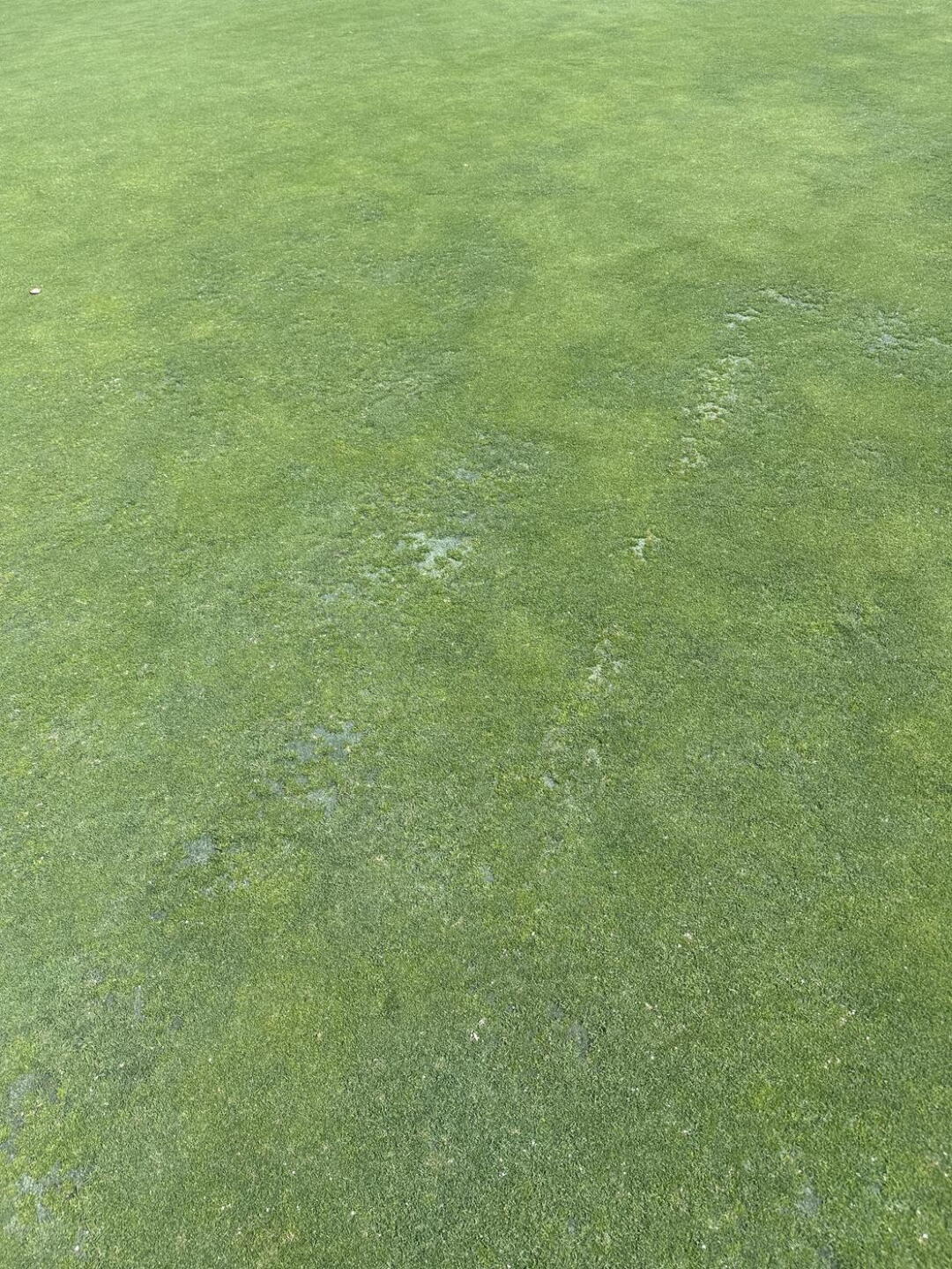 Sanded and aerated greens (Photo submitted by agileflow on 09/18/2024)