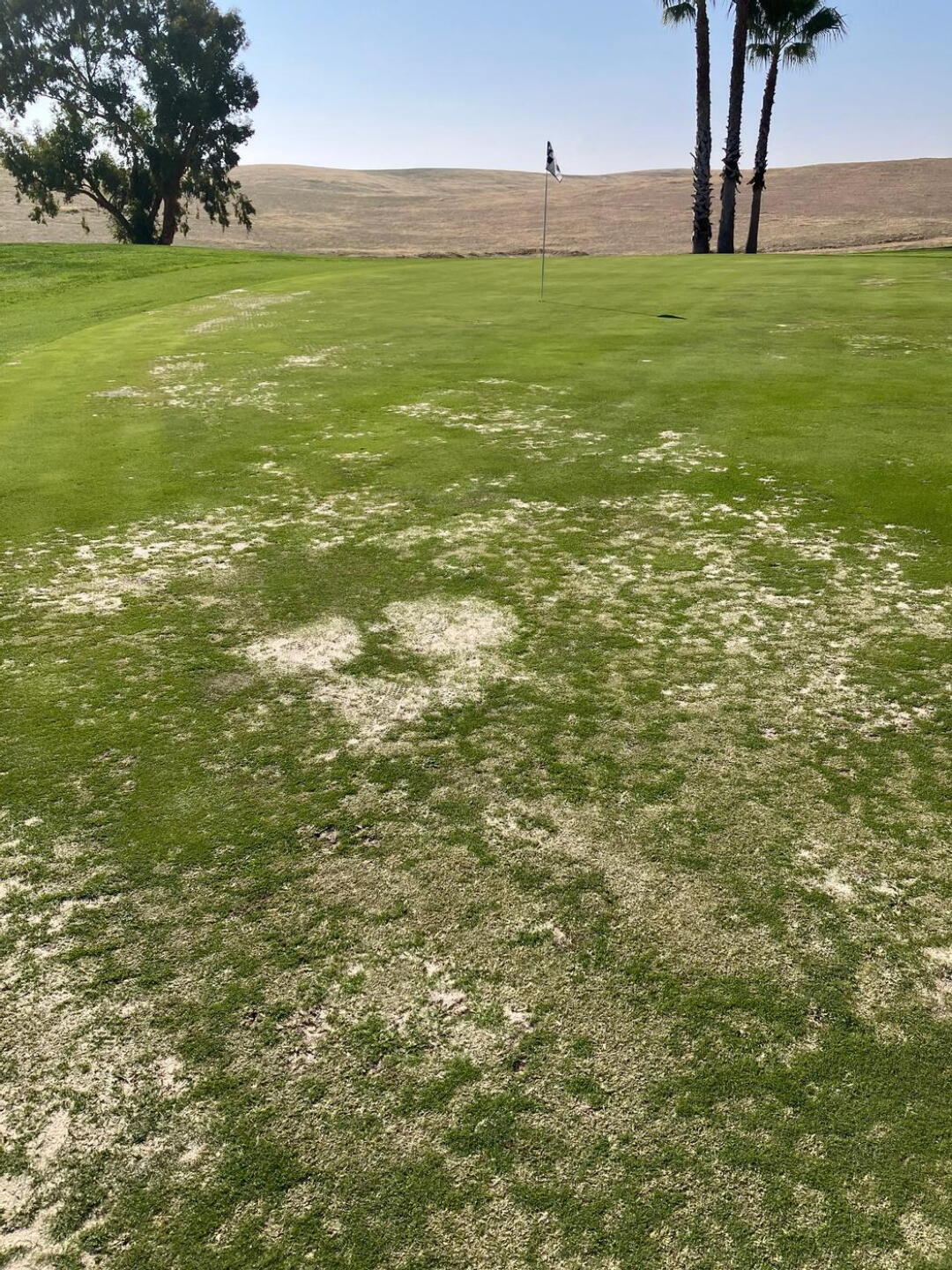 Most greens have damage like this on portions of the greens (Photo submitted by inspiredgolfer on 11/05/2025)