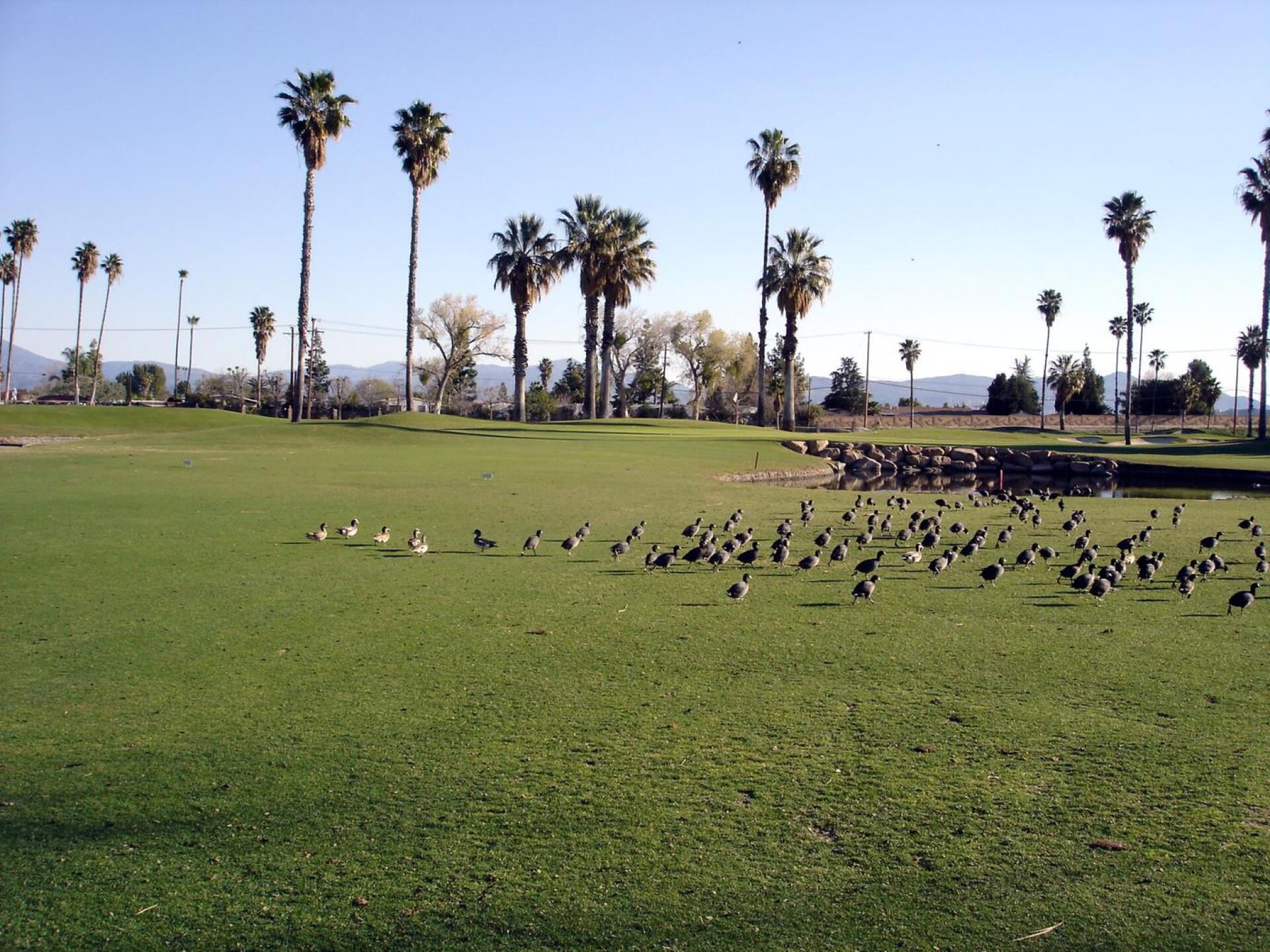 The Country Club at Soboba Springs, Hole 14, Par 4, 441 yds (Photo submitted by DYakimec on 02/23/2016)