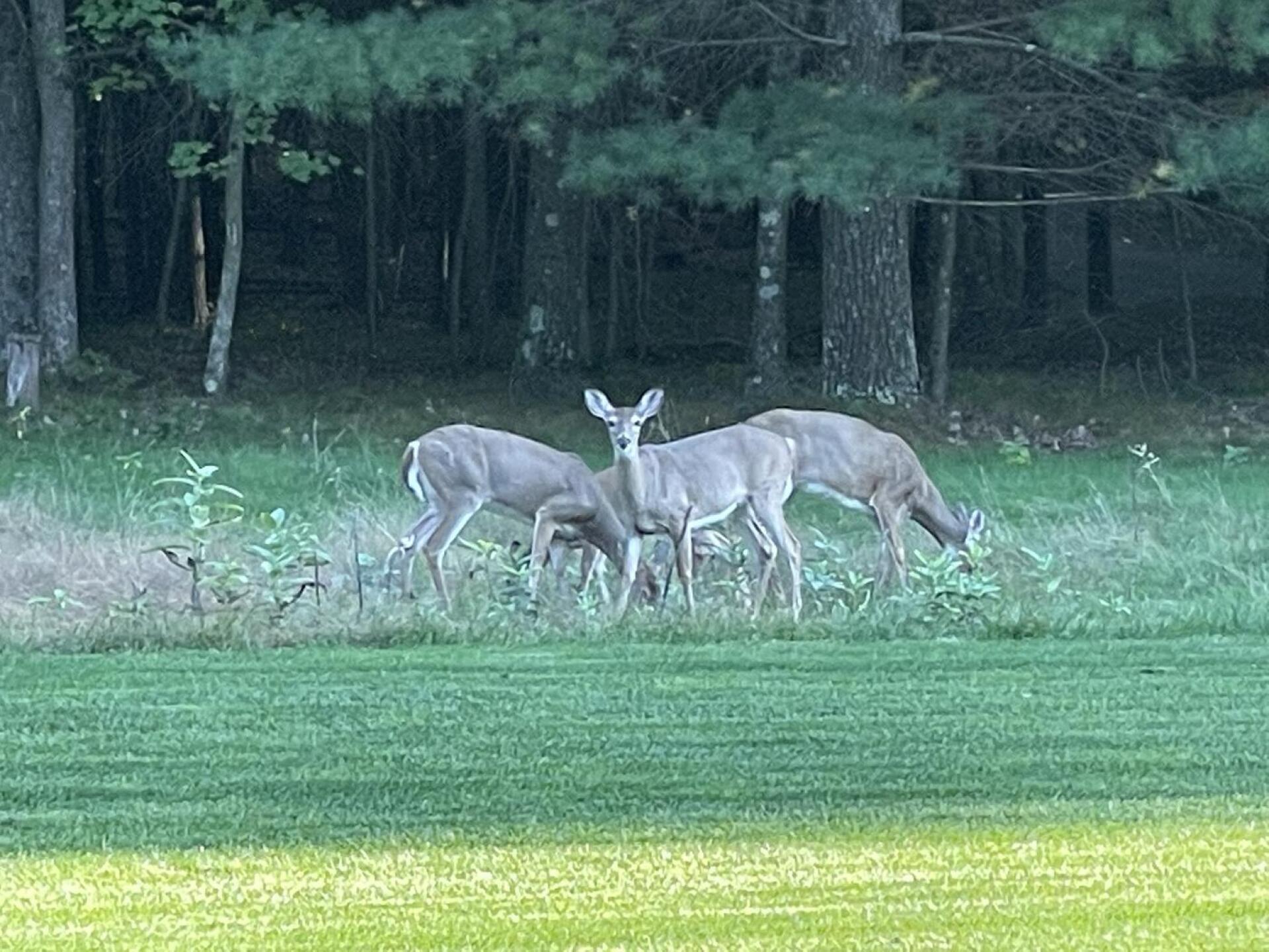 (Photo submitted by u114721692 on 10/18/2021)