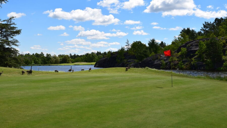 Pine Grove GC