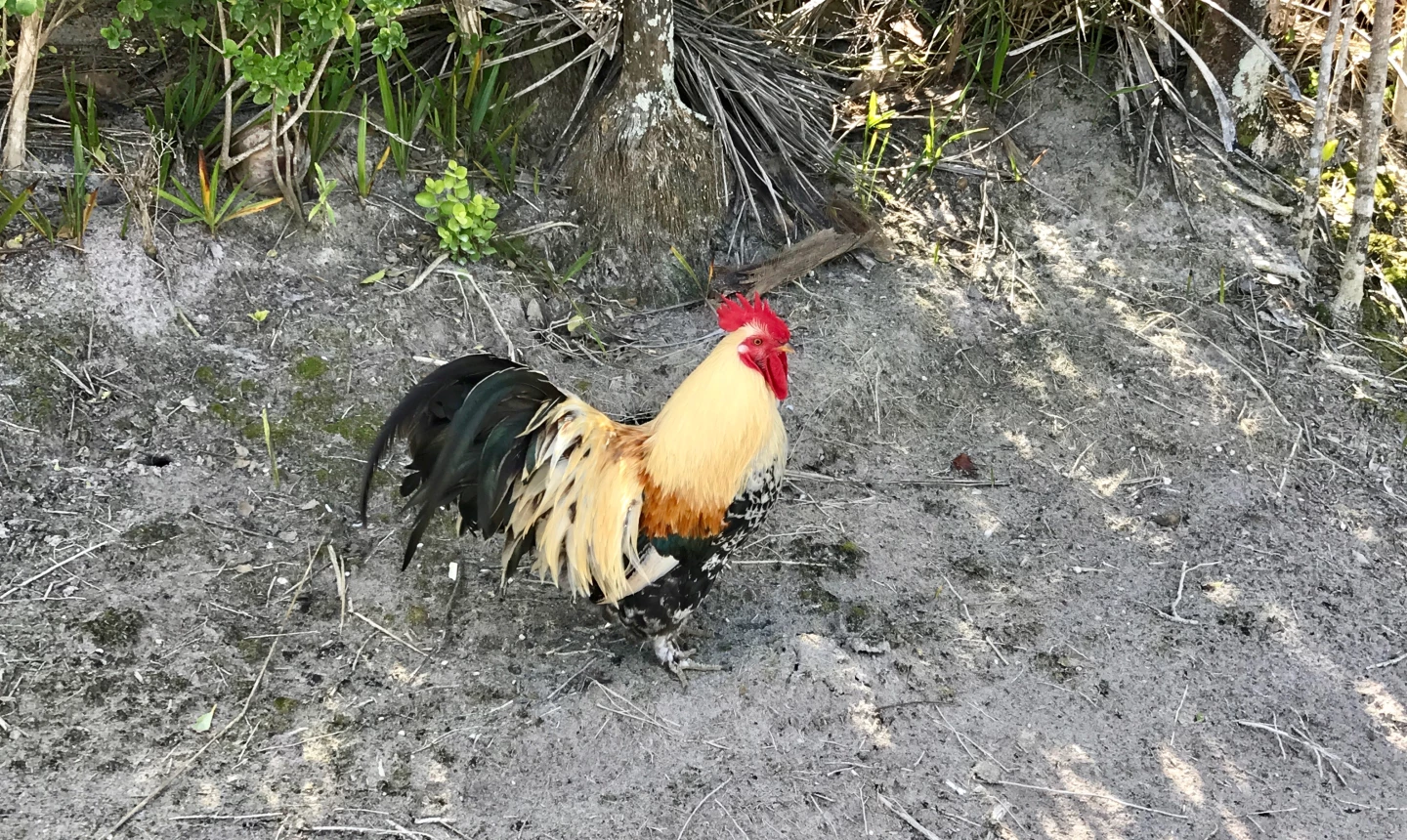 Abaco Club rooster
