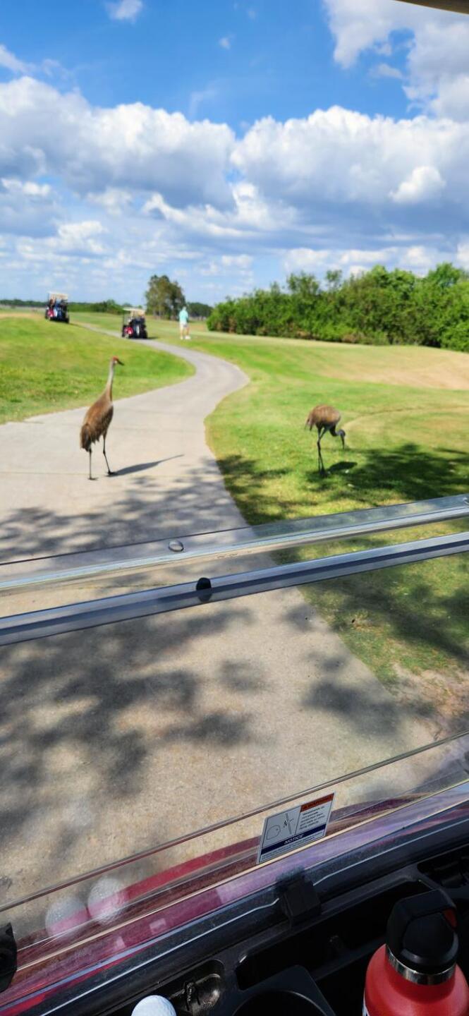 Beep (Photo submitted by StuMan2 on 04/07/2023)
