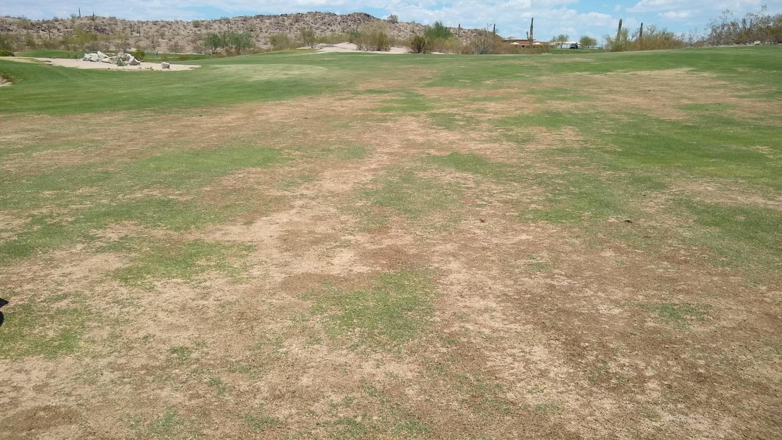 fairways.... (Photo submitted by tarifachris on 06/27/2021)