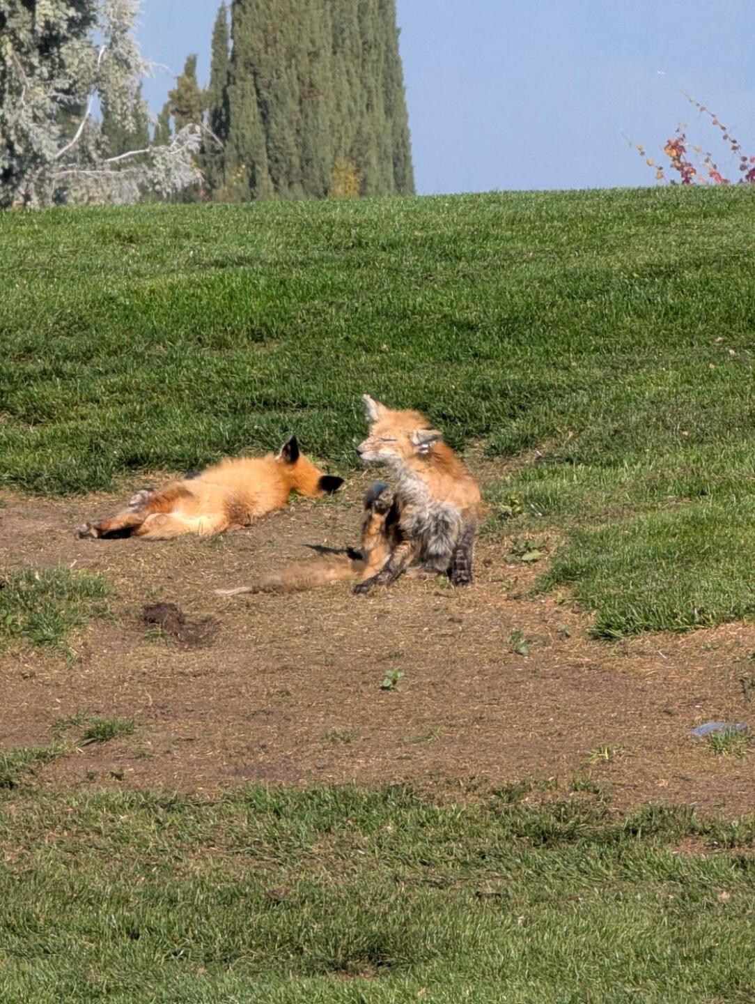 (Photo submitted by SYlkcx4gxSNrWRyrJfL1 on 12/12/2025)