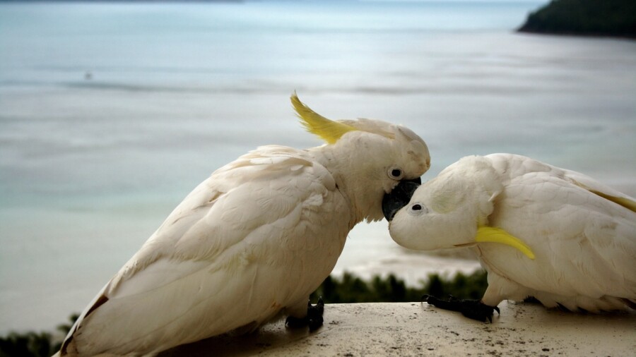 Australia - cockatoos